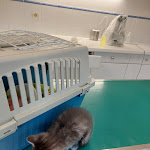 Photo n° 1 de l'avis de Velsatisman.o fait le 16/10/2021 à 12:52 pour Roch François-Xavier à Beautiran