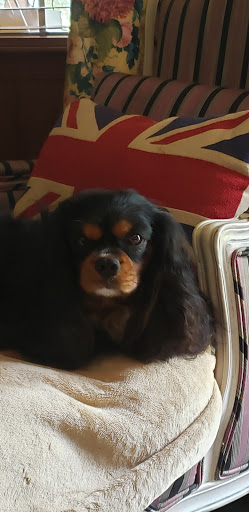 Pet Store «For Healthy Pets!», reviews and photos, 5165 Atlanta Hwy, Montgomery, AL 36109, USA