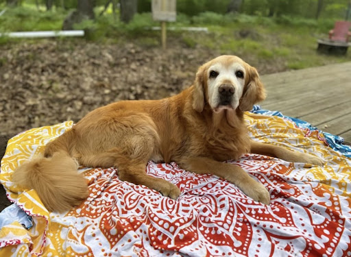Animal Emergency and Specialty Hospital of Grand Rapids