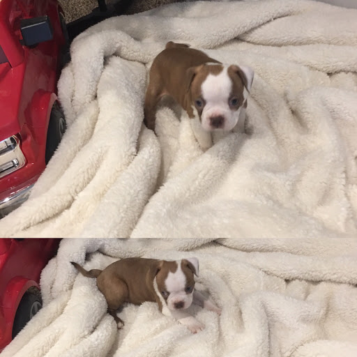 Pet Store «Pet Planet», reviews and photos, 11968 S Redwood Rd, Riverton, UT 84065, USA