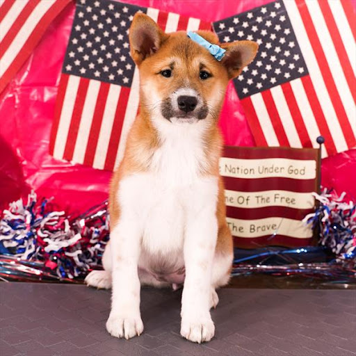 Pet Store «Pet Planet», reviews and photos, 11968 S Redwood Rd, Riverton, UT 84065, USA