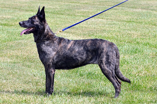 Yodhak9 kennel - workingline german shepherd, malinois puppies/dogs
