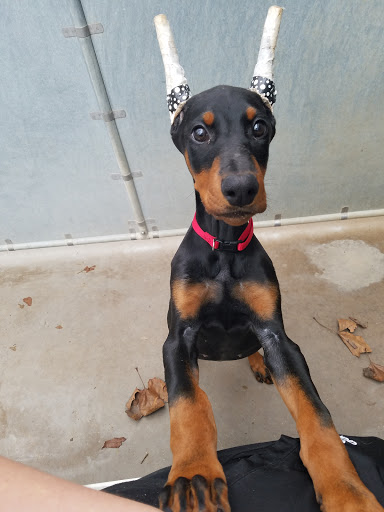 Animal Resorts, 1625 Louisville Rd, Frankfort, KY 40601, USA, 