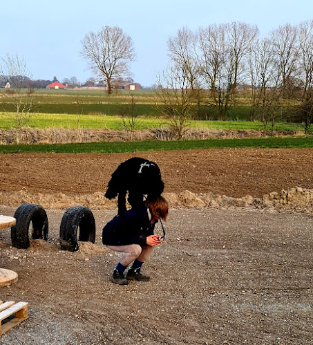 Hundetræning Fyn - Hundetræner