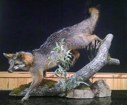 Taxidermist «HighPoint Taxidermy And Outfutters», reviews and photos, 14860 OH-13, Thornville, OH 43076, USA