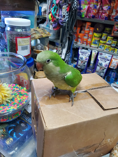 Pet Supply Store «E & N Pet Paradise Shop», reviews and photos, 289 E Gun Hill Rd, Bronx, NY 10467, USA
