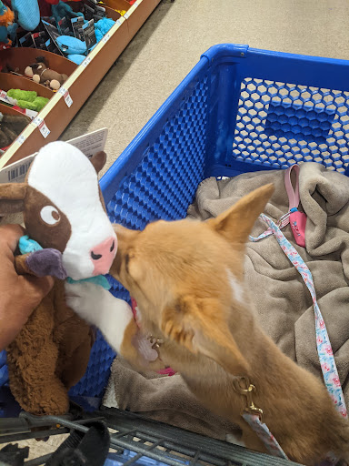 Pet Supply Store «PetSmart», reviews and photos, 9921 Pulaski Hwy, Baltimore, MD 21220, USA