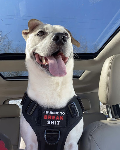 Pet Supply Store «PetSmart», reviews and photos, 865 Colusa Ave, Yuba City, CA 95991, USA