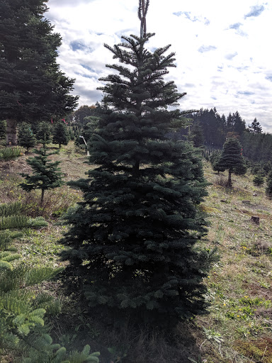 Gift Shop «Sleighbells Of Sherwood (Seasonal Business Open July1-December 23)», reviews and photos, 23855 SW 195th Pl, Sherwood, OR 97140, USA