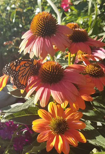 Tourist Attraction «Peck Butterfly House», reviews and photos, 4038 Kaneville Rd, Geneva, IL 60134, USA