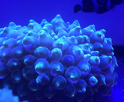 Tropical Fish Store «Reef Life Aquariums», reviews and photos, 5511 US-280 #310, Birmingham, AL 35242, USA