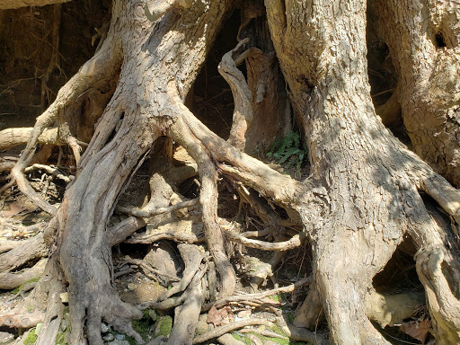 Botanical Garden «Botanical Gardens At Asheville», reviews and photos, 151 W .T. Weaver Blvd, Asheville, NC 28804, USA