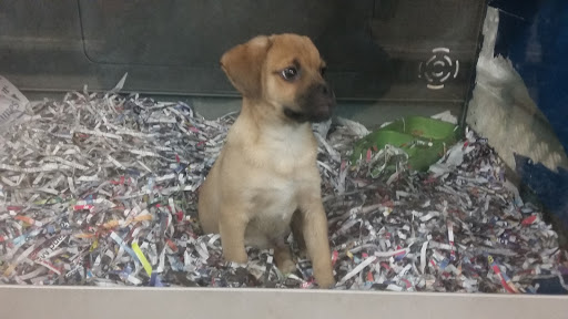 Pet Store «Fish Bowl Aquarium & Pet Mart», reviews and photos, 425 Pleasant St # 21, Fall River, MA 02721, USA