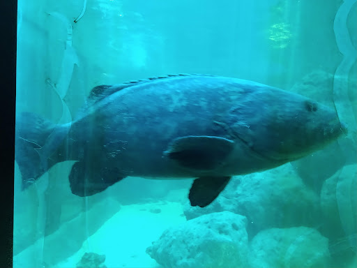 Aquarium «Aquarium Tarpon Springs», reviews and photos, 850 Dodecanese Blvd, Tarpon Springs, FL 34689, USA