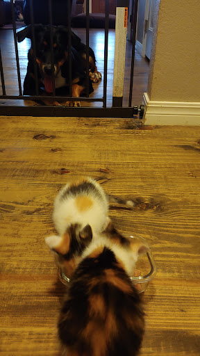 Pet Supply Store «PetSmart», reviews and photos, 2525 W Wheatland Rd, Dallas, TX 75237, USA