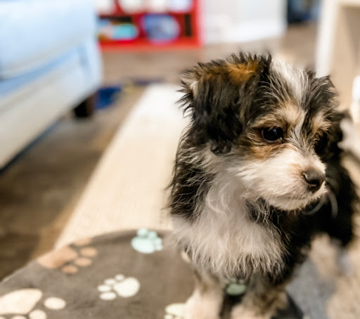 Poy s Puppies