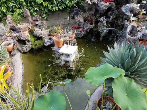 Yume Koi and Water Gardens