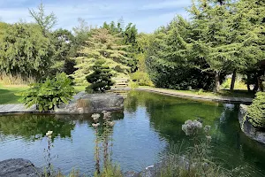 Water gardens Acorus image