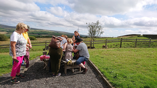 Little Owl Farm