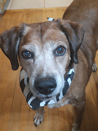 Pitter Patter Pets - Photo 7 - Car repair in , Chattanooga