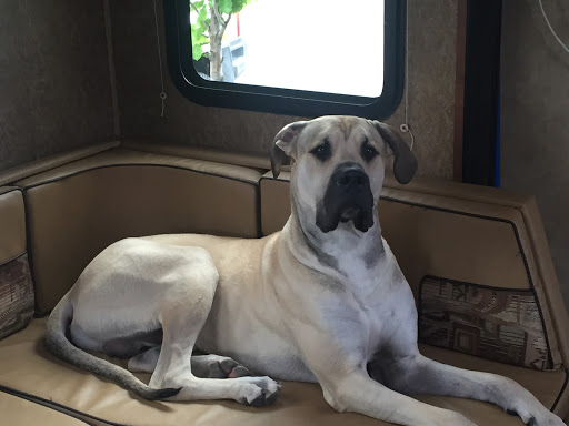 Dog Day Care Center «K9 Behavior UT, LLC», reviews and photos, 1458 Main St, Salt Lake City, UT 84115, USA