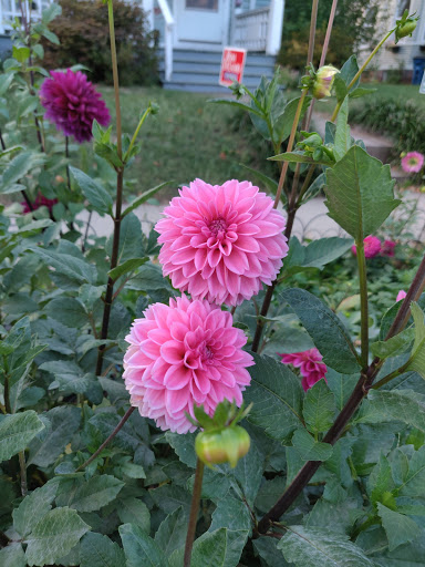 Market «Westville Quality Market», reviews and photos, 243 Alden Ave, New Haven, CT 06515, USA