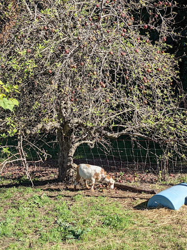 Orchard «George Hill Orchards», reviews and photos, 582 George Hill Rd, South Lancaster, MA 01561, USA