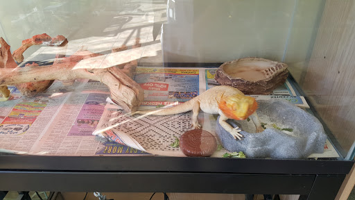 Reptile Store «Jurassic Pet Supplies», reviews and photos, 695 W Holt Ave #104, Pomona, CA 91768, USA