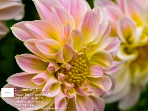 Florist «Cumberland Flowers», reviews and photos, 11817 E Washington St, Indianapolis, IN 46229, USA