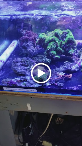 Tropical Fish Store «Quantum Reefs», reviews and photos, 7025 Brookfield Plaza, Springfield, VA 22150, USA