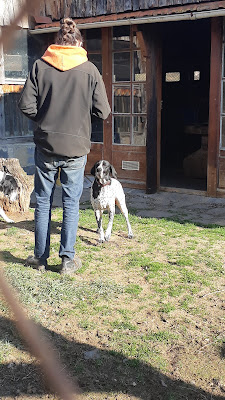 Pension canine et féline du Pré de la Côte à Malauzat