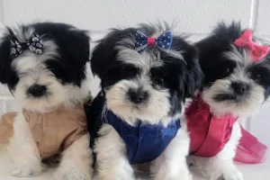 Kandys House of Luxury Puppies...Shih Tzu, Shih Poo, Yorkie Breeder image