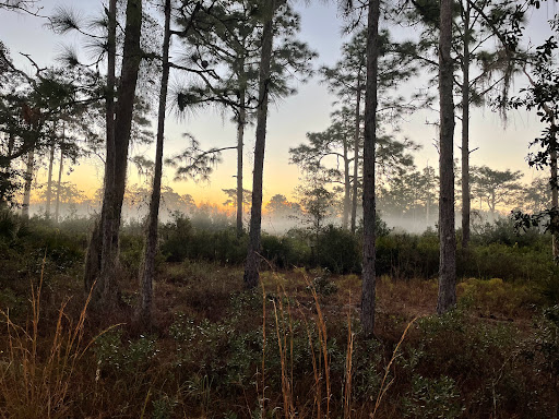 Nature Preserve «Conner Preserve», reviews and photos, 22500 FL-52, Land O Lakes, FL 34637, USA