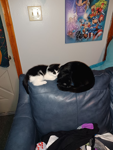 Pet Supply Store «Petco Animal Supplies», reviews and photos, 80 Plaza Dr, Bloomsburg, PA 17815, USA