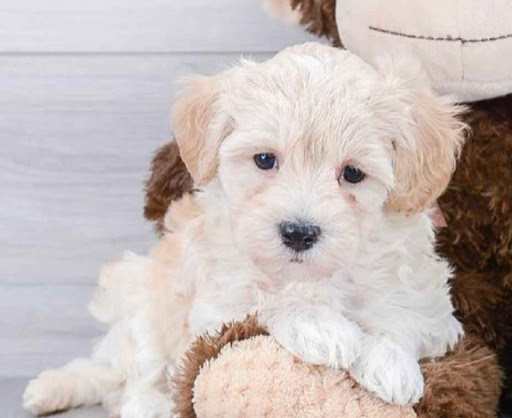 Pet Store «Pet Express», reviews and photos, 100 Independence Way, Danvers, MA 01923, USA