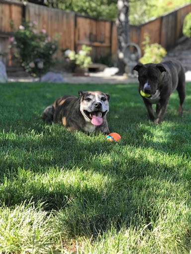 Professional Dog Mom LLC