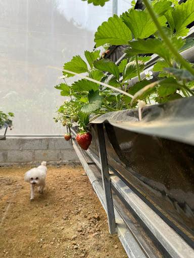 Nông trại Lý Gia Trang