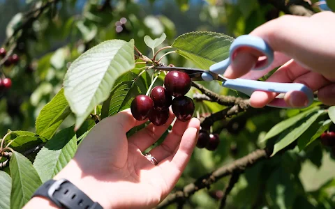 Lanidale Cherry Orchard image