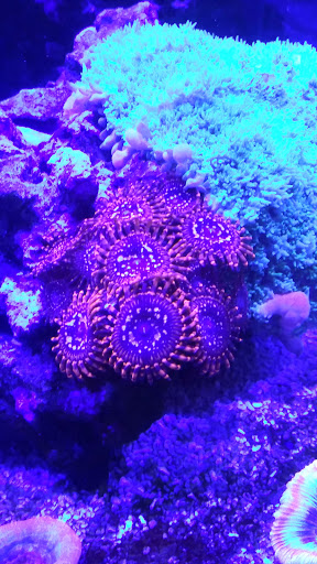 Tropical Fish Store «Blue Earth Corals & Aquariums», reviews and photos, 5791 Desoto Rd, Lake Worth, FL 33463, USA