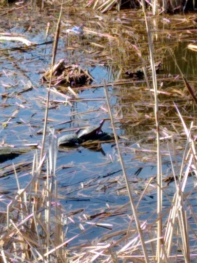 Nature Preserve «Wilson Springs Ponds», reviews and photos, 3209-3507 S Powerline Rd, Nampa, ID 83686, USA