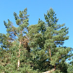 Photo n°8 de l'avis de Gottfried.e fait le 03/07/2018 à 11:31 sur le  Waldcafé & Biergarten Meyers Hausstelle à Rostock