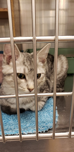 Pet Supply Store «PetSmart», reviews and photos, 8105 Moores Ln Ste 1300, Brentwood, TN 37027, USA