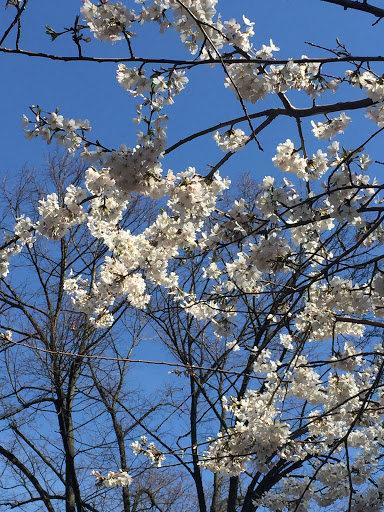 Memorial Park «General Grant National Memorial», reviews and photos, W 122nd St & Riverside Dr, New York, NY 10027, USA