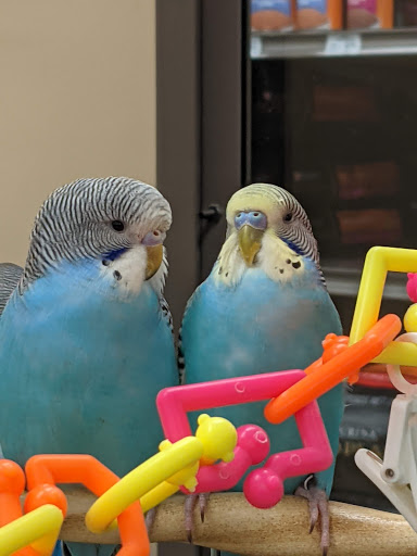 Shopping Mall «Crossroads Plaza», reviews and photos, 213 Crossroads Blvd, Cary, NC 27518, USA