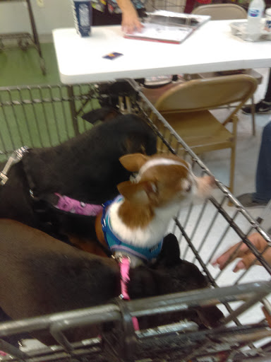 Pet Supply Store «Petco Animal Supplies», reviews and photos, 2353 SE Federal Hwy, Stuart, FL 34994, USA