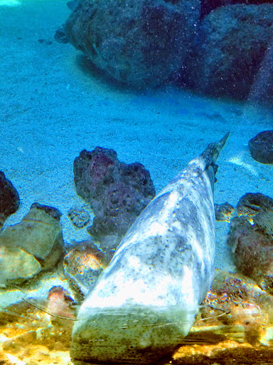 Aquarium «Aquarium Tarpon Springs», reviews and photos, 850 Dodecanese Blvd, Tarpon Springs, FL 34689, USA