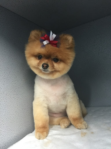 Pet Store «Doggy Dog World Inc», reviews and photos, 2552 Coney Island Ave, Brooklyn, NY 11223, USA