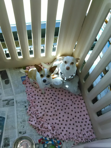 Animal Shelter «One of A Kind Pet Rescue», reviews and photos, 1929 W Market St, Akron, OH 44313, USA