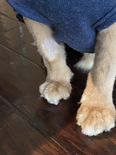 Pet Supply Store «PetSmart», reviews and photos, 3351 Jefferson Davis Hwy, Alexandria, VA 22305, USA