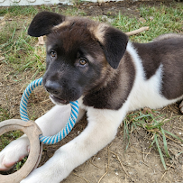 Perfect Pup LLC - Photo 5 - Car repair in , Fort Wayne